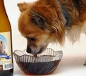 А ваша собака пьет пиво?