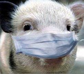 В Беларуси – чума свиней