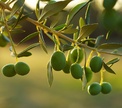Что нужно знать о маслинах и оливках