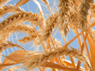 Беларусь станет экспортером зерна
