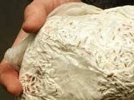 Свехэкологичную упаковку делают из грибов