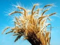 Беларусь намерена закупить в 2010 г 20-30 тыс т пшеницы с высоким содержанием клейковины.