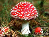 Белорусы продолжают собирать ядовитые грибы