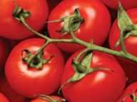 Кулинарный гид: История помидора