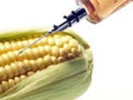 История ГМО