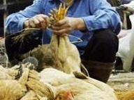 В Китае будут уничтожены 90 тысяч голов кур и введен карантин