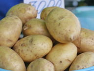 Контрольная закупка: молодой картофель