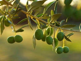 Что нужно знать о маслинах и оливках