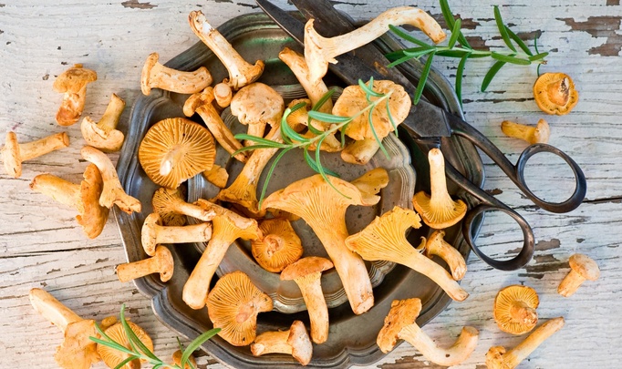 Лучшие рецепты с грибами